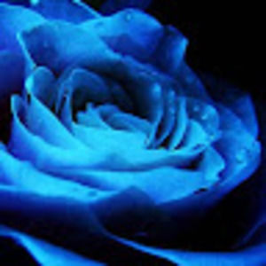 Meet your Posher, Rose